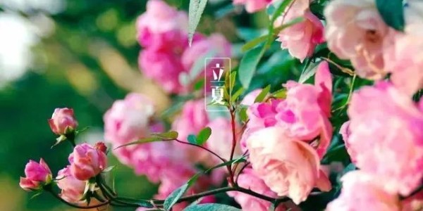 今日<i style='color:red'>立夏</i>丨春藏夏長，愿你生如夏花，熱烈絢爛,一路芬芳！